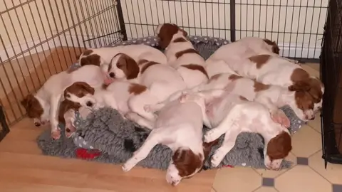 Other Irish Red and White Setter puppies