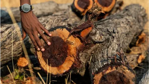 Getty Images Best Muchenje a Forestry Extension Officer inspects a pile of felled logs from the indegenous Mopani tree in a forest clearing in Mhondoro Ngezi district, on November 1, 2019. - The Mhondoro Ngezi district, some 150 kilometers from the Zimbabwe capital city Harare, has experienced increased deforestation as trees are cut down for making charcoal. Zimbabwe is losing more than 330,000 hectares of forest annually. Agriculture is still the number one driver of deforestation.