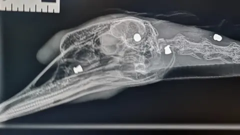 RSPCA X-ray of swan's head with four pellets in it