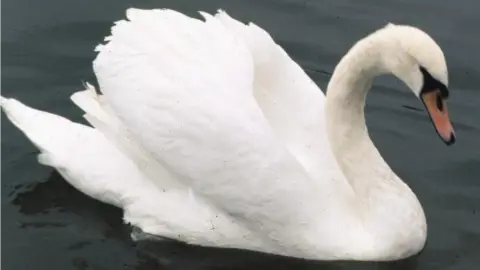 A swan was seen on the hard shoulder in Salford