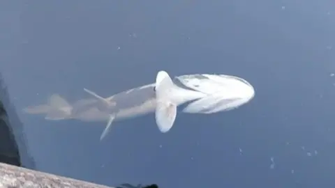 Matt Armitage Dead fish in Oxford