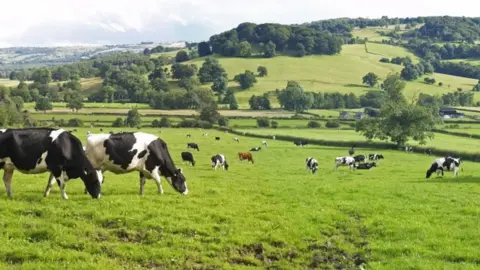 Getty Images Cattle