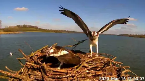 Leicestershire and Rutland Wildlife Trust Osprey pair Maya and 33(11)