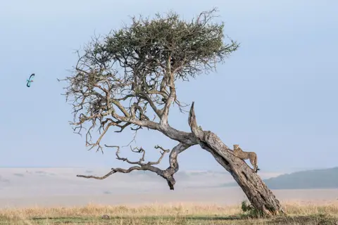 Ben Cranke A cheetah gripping on to a tree