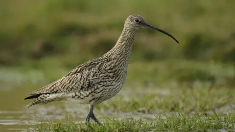 Andy Hay (RSPB) Curlew