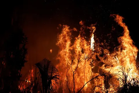 What about the animals caught in the Amazon rainforest fires?