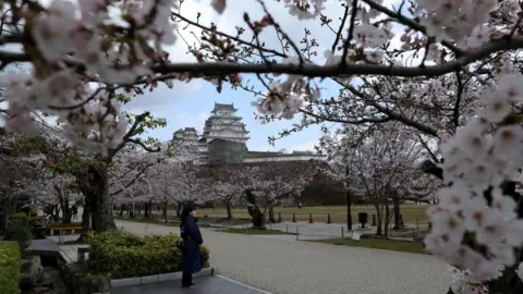 Getty Images Cherry blossom season last year in Himeji, Japan