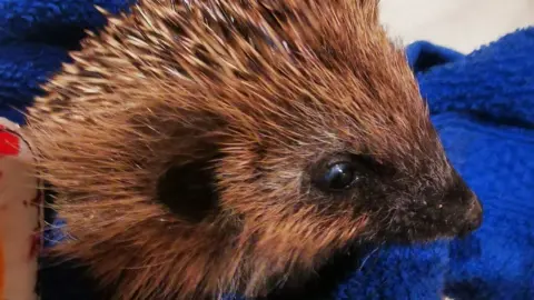 Help4hedgehogs One of the hedgehogs that has been cared for by Help4Hedgehogs