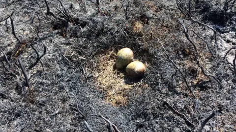 Richard Bailey Curlew nest