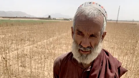 Shaista Gul in dried poppy field