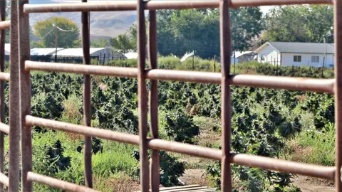 Navajo Police Department Booming cannabis plants at a farm in Shiprock, New Mexico last summer