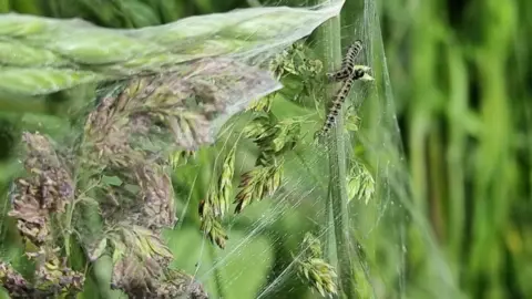 Mick Hickman  Caterpillars