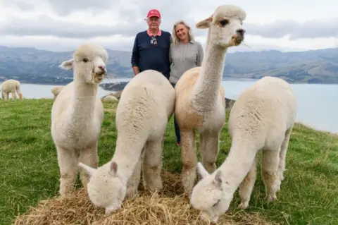 Getty Images Shamarra Alpaca owners Frank and Anya Walkington pose with their alpacas on 13 May, 2020 in Akaroa, New Zealand.