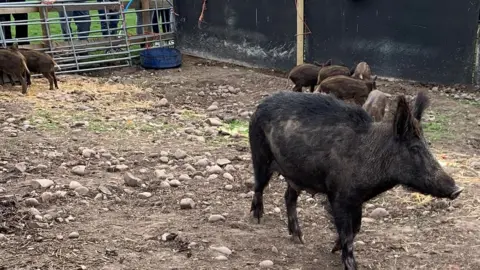 Sally Bradshaw The boars in their new pen