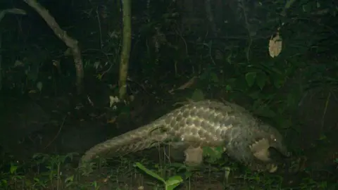 Chester Zoo Giant pangolin