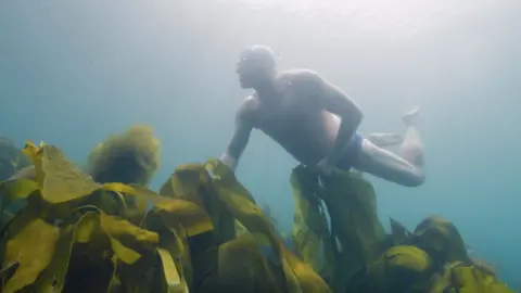 PA Media Kelp forest