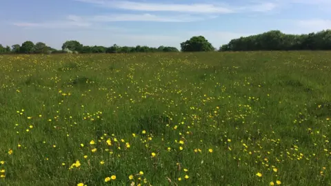 Wiltshire Wildlife Trust Emmett Hill nature reserve