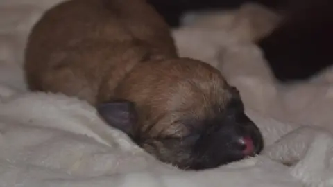 Fenland Animal Rescue Puppy