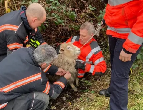 Cambridgeshire Fire and Rescue Service Sheep rescue