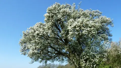 Frances Wilmot Cubbington pear tree