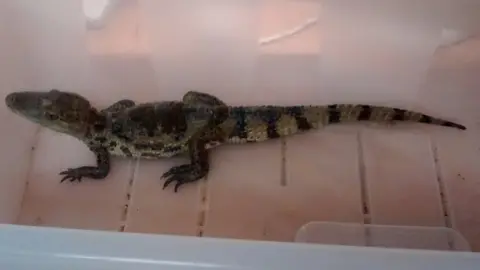 RSPCA Caiman