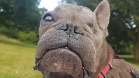 Rspca french hot sale bulldog