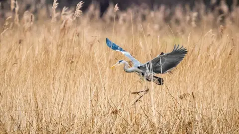 Anthony P Morris A grey heron comes into land at RSPB Otmoor