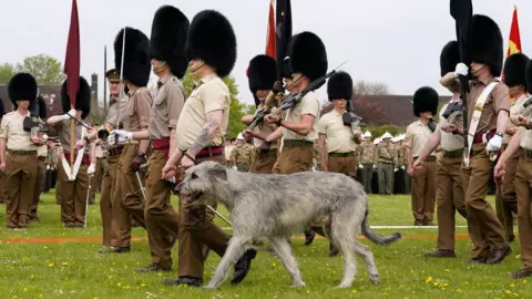 PA Media An Irish wolf hound, the mascot of the Irish Guards