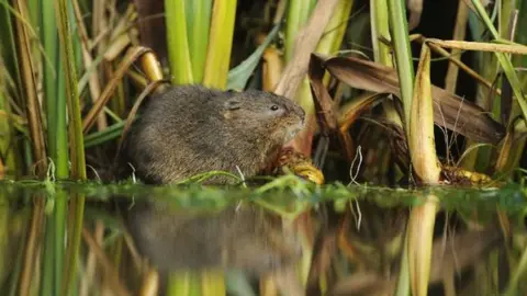 Terry Whittaker/2020VISION Water vole