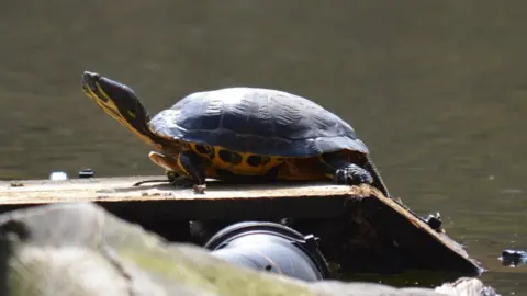 Buckinghamshire Council Terrapin