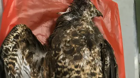 RSPB Buzzard illegally shot and poisoned in Yorkshire