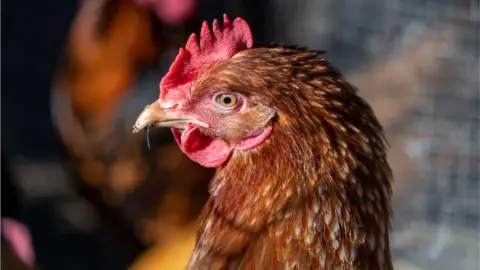 Getty Images chicken