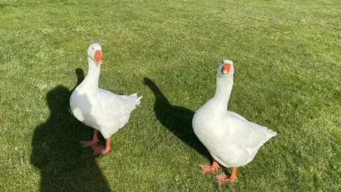 Guernsey Animal Aid The two geese in need of a home