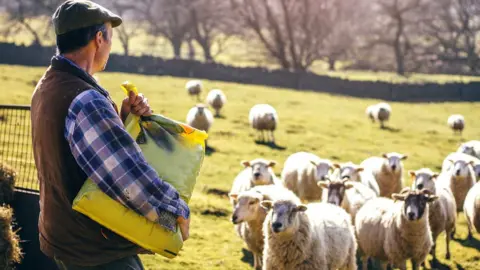 Getty Images Man and sheep