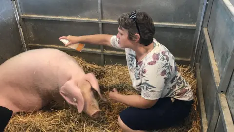 A pig being sprayed with sun cream