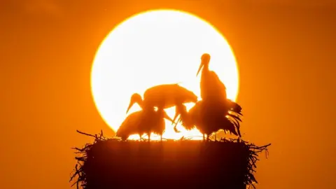 Storks in their nest during sunset at lake Greifensee