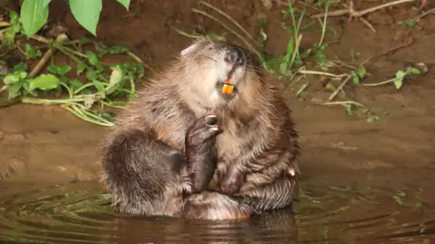 Devon Wildlife Trust Beaver