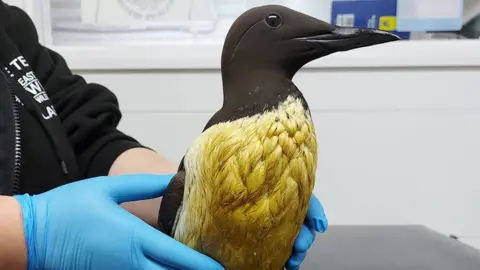WRAS A guillemot with its feathers covered in oil