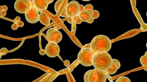 Candida auris: The new superbug on the block - BBC News