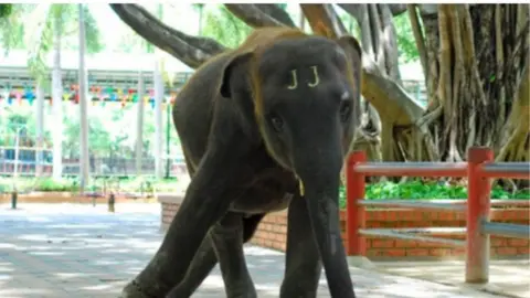 World Animal Protection elephant straining at chain