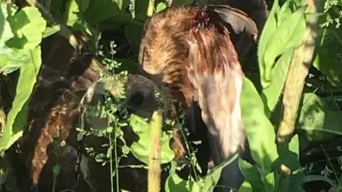 Hawk and Owl Trust Picture of the injured bird