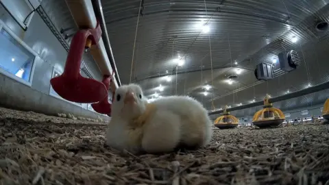 Animal Equality A chick at the farm