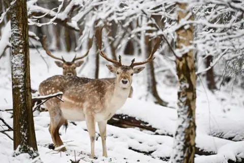 Reuters Deer graze in the snow, in Sevenoaks, Kent, 8 February 2021