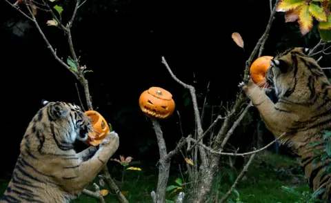 Mary Turner/ Reuters Tigers eat pumpkins.