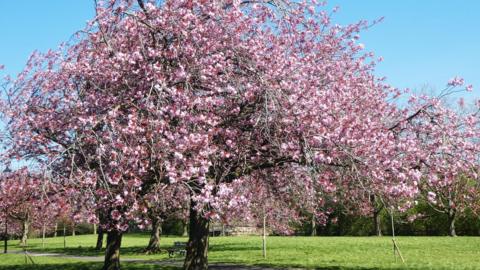 Stunning displays as blossom season begins - BBC Weather