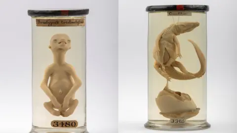 Sloth foetus in a jar and a crocodile in a jar are among the displays