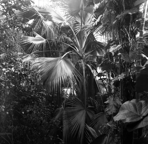 Royal Botanic Garden Edinburgh Sabal palm picture taken between 1902 and 1906