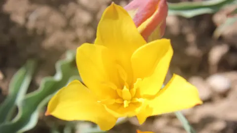 Tulipa toktogulica