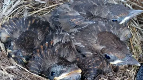 Emma Baker Baby birds