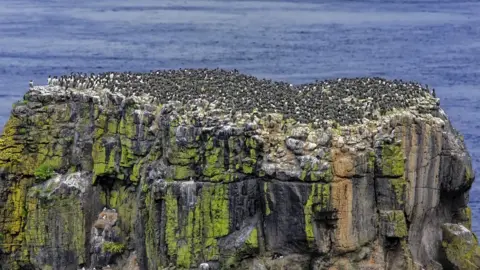 Getty Images A colony of seabirds on Rathlin Island